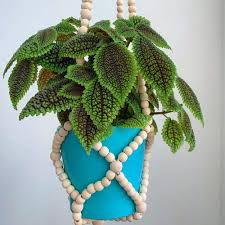 Image result for Grewia mollis