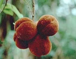 Image result for Sopubia mannii