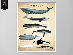 amazon com whale chart art print whale species natural