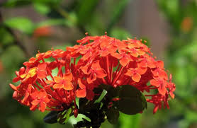Image result for Ixora coccinea