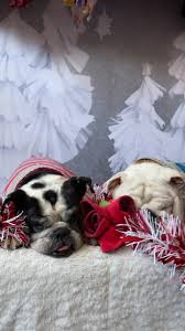 Our goal is to make the best rescue match taking into consideration the rescue bulldogs background and your family's needs. 9wxljqqstb51dm