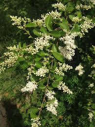 Image result for Ligustrum sinense