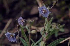 Image result for Trichodesma zeylanicum