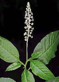 Image result for Phytolaccaceae