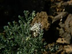 Image result for Cressa cretica