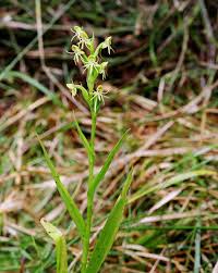 Image result for Habenaria myodes