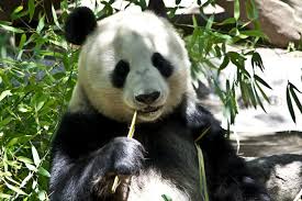What Giant Pandas Cost a Zoo