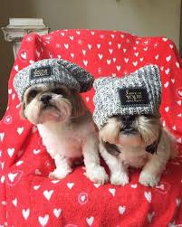 Pin By Barbara Skidmore On Doggies Shih Tzu Puppy Shih Tzu Shih Tzu Dog