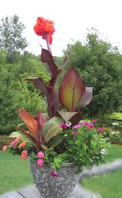 Tropicanna Canna Canna Indica Phasion Landscapingprojects Container Gardening Flowers Container Garden Design Garden Containers