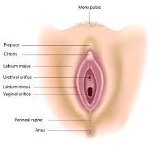 Download diagram of female private parts for free. Female Anatomy Fresh4manchester