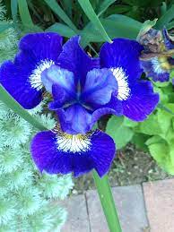 Top View Iris Garden Iris Plants