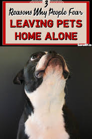 3 Reasons For Fear Of Leaving Pets Home Alone Pet Home Pets Fear