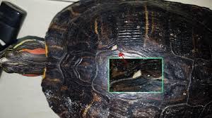 Yes but u have to be careful just get a filer and file it. Redearslider Com View Topic Raw Patch Of Skin On Tail Eggs Laid In Water