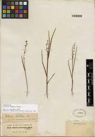 Image result for Scleria distans