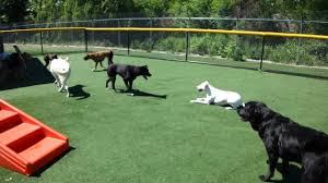 All american pet resorts is located in royal oak city of michigan state. All American Pet Resort Royal Oak Doggie Daycare Sasha And Daphne Youtube