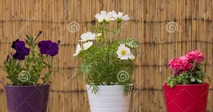 Check spelling or type a new query. 10 Beautiful Flower Pots Images Top Collection Of Different Types Of Flowers In The Images Hd