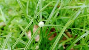 Image result for Kyllinga bulbosa