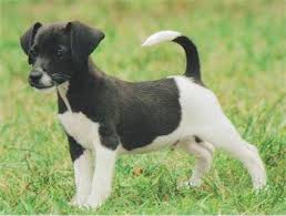 Full Grown Jack Russell Terrier Black And Brown Jack A Bee Jack A Bees Beagle Jack Russell Hybrid Dogs Hybrid Dogs Mixed Breed Puppies Puppies And Kitties