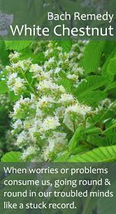 Bach Flower Remedy White Chestnut Pureremedies Co Uk Bach Flower Remedies Flower Remedy Bach Flowers