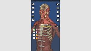 Bones of the human skeletal system are categorized by their shape and function into five types. Get 3d Bones And Organs Anatomy Microsoft Store