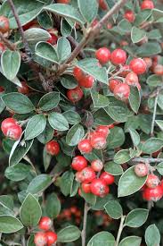 Image result for Cotoneaster franchetii