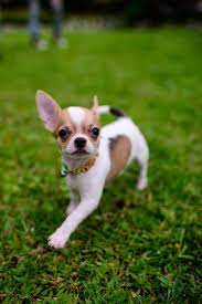 Chihuahuas usually weigh up to 6 pounds and stand at 5 to 8 inches tall at the shoulder. The Teacup Chihuahua Answering Your Questions About The Smallest Dog In The World K9 Web