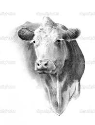 Pencil Drawing Of A Cow Head Cow Drawing Cow Art Realistic Animal Drawings