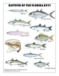Florida Keys Fish Identification Marathon Florida Keys Fishing Reports With Captain Chris Johnson And Seasquared Charters Saltwater Fishing Florida Keys Fish