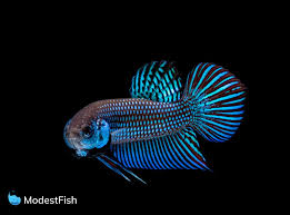 A dragonscale betta is a fish with thick, opaque, metallic, white scales on its body that look a bit like dragonscale armor. 13 Types Of Betta Fish Includes Video Of The Rarest