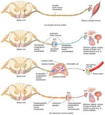 Motor Pathways Nervous System Motor Neuron Pathways In The Somatic And Autonomic Nervous Systems Motor Neuron Autonomic Nervous System Anatomy And Physiology