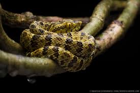 Image result for Bothrops punctatus
