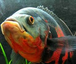 地圖魚飼養繁殖導讀 地圖魚黑色橢圓形的身體上佈滿了不規則的紅色 橙黃色的斑紋 就像是一幅地圖 因此得名 性格十分兇猛 有時會自相殘殺 或者吃掉自己的小魚 但是地圖魚 如果跟其他種類的魚待久了以後 地圖魚甚至還會保護它 是個很特別的魚種 pets animals