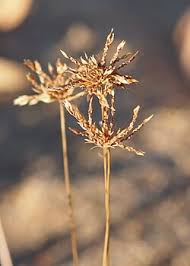 Image result for Bulbostylis igneotonsa