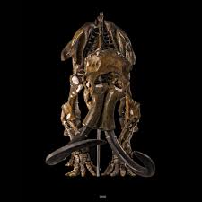 Image result for Diplorhynchus