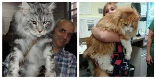 Der kratzbaum ist da und die erstausstattung wird verräumt. Die 15 Grossten Hauskatzen Der Welt