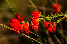 Image result for Syncolostemon linearis