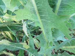 Image result for Lactuca imbricata