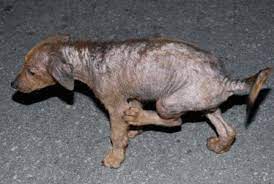 Scabies Treatment And Scabies Rash Dog Pet Blog