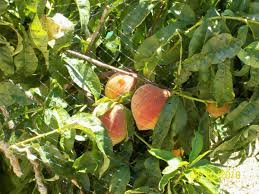 We did not find results for: A Gardener S Steps To Planting And Growing Peach Trees In Arizona Dengarden