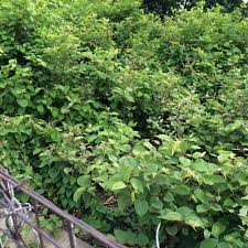 Japanese knotweed (fallopia japonica) was introduced to the british isles together with giant hogweed and himalayan balsam in the middle of the xix century as an ornamental garden plant. Japanese Knotweed Explained We Break It Down For You