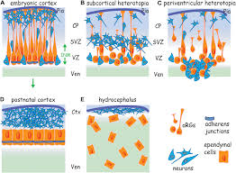 Cell junctions are especially abundant in epithelial tissues. Frontiers Adherens Junctions Guardians Of Cortical Development Cell And Developmental Biology