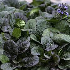 Image result for Euploca katangensis