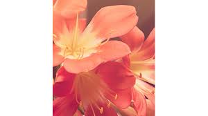 Margaret Kitts Obituary