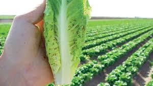 In today's episode, we will list some of the best natural pesticides that are approved by the usda for organic farming and organic gardening. Desert Vegetable Growers Have A Lot Of Insecticide Choices Growing Produce