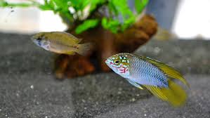 Bilder Vom Marz 2015 Susswasser Aquarienfische Zierfische Aquarium Fische