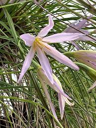 Image result for Xerophyta