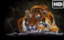 Wild Cats Wallpaper Hd Lion Tiger Puma Themes Wild Cats Animals Tiger Wallpaper