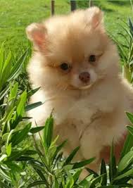 Cute Pomeranian Puppy For Sale Pets Nigeria