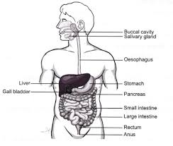 We did not find results for: Draw A Labelled Diagram Of The Digestive System Identify The Following Parts In The Human Body Cbse Class 7 Science Learn Cbse Forum