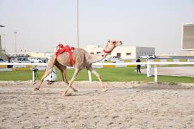Al shahaniya camel race track. Presidential Camels Dominate Al Shahaniya Camel Race Final Meeting In Qatar Menafn Com